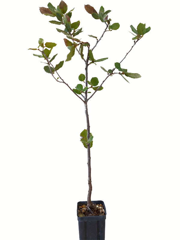 Chêne vert plant truffier